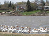 pelikany na Red River