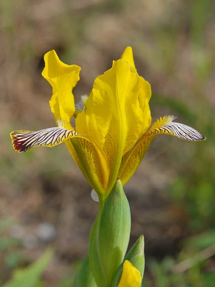 kosatec  Iris variegata L.