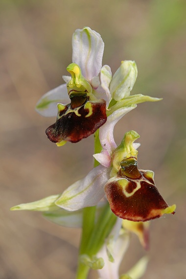 hmyzovník Ophrys holoserica (Burm. F.) Greuter