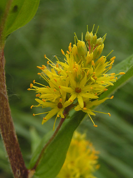 bazanovec kytkový- vrbina kytkokvětá Naumburgia thyrsiflora (L.) Rchb.