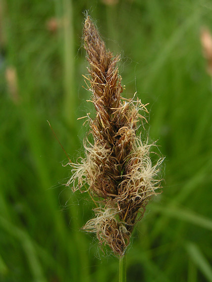 ostrica dvojradová - ostřice dvouřadá Carex disticha Huds.