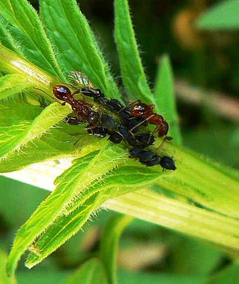 mravce - pastieri Myrmica rubra