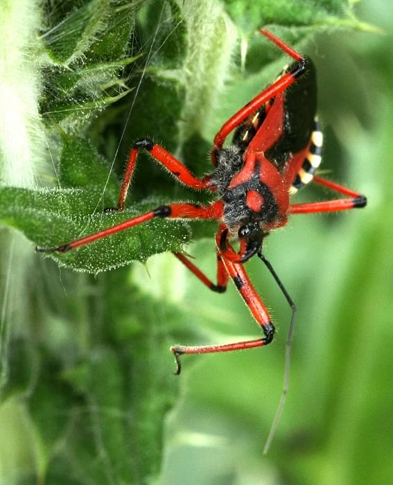 zákernica červená  Rhynocoris iracundus