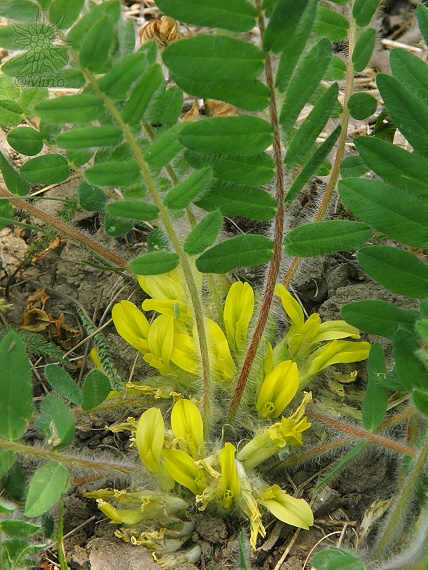 kozinec bezbyľový Astragalus exscapus L.