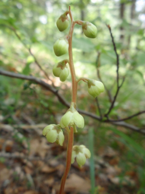 hruštička zelenokvetá Pyrola chlorantha Sw.
