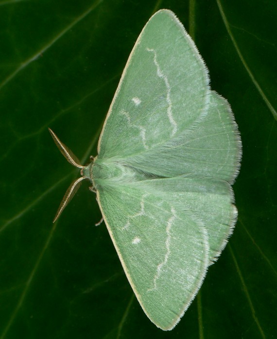 piadivka smaragdová Thetidia smaragdaria Fabricius, 1787