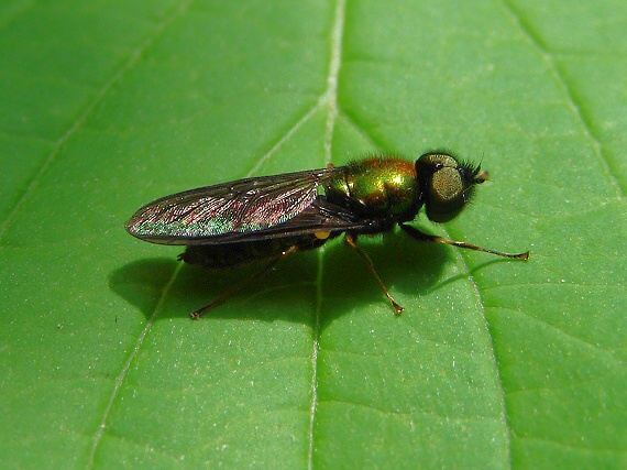 bránivka Chloromyia formosa (Stratiomyidae)