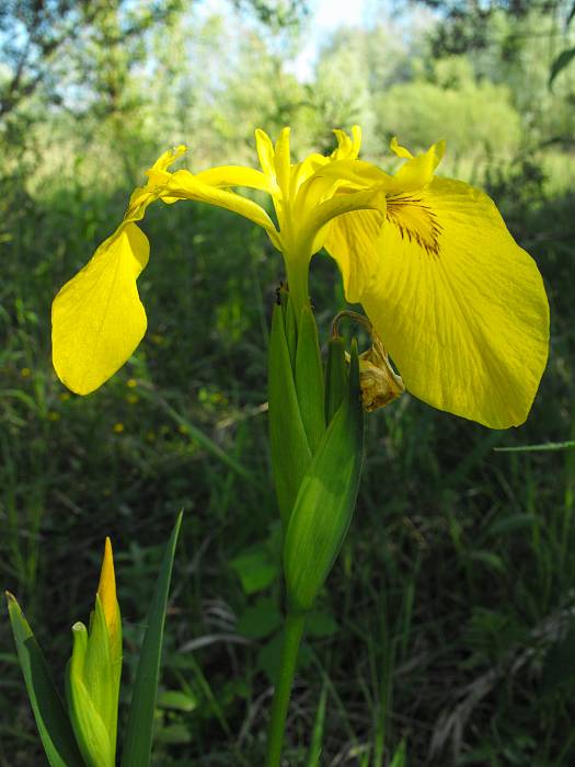 kosatec žltý  Iris pseudacorus L.