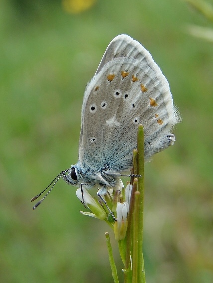 modráčik komonicový Polyommatus dorylas