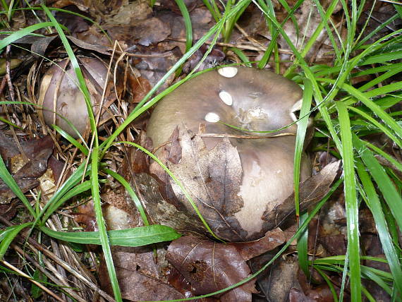 holubinka namodralá Russula cyanoxantha (Schaeff.) Fr.