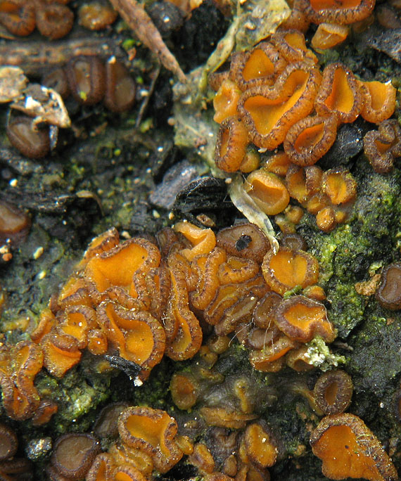anthracobia macrocystis Anthracobia macrocystis (Cooke) Boud.