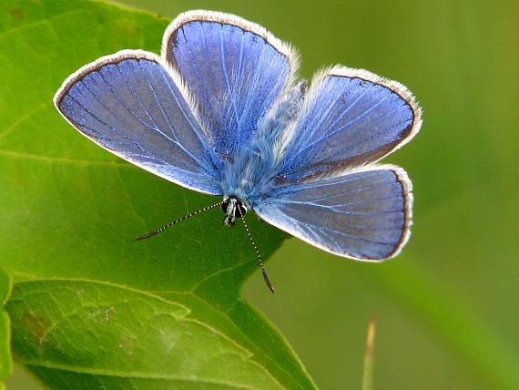 modráčik obyčajný - Modrásek jehlicový  Polyommatus icarus
