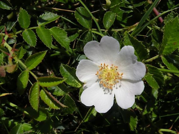 ruža bedrovníková Rosa pimpinellifolia L.