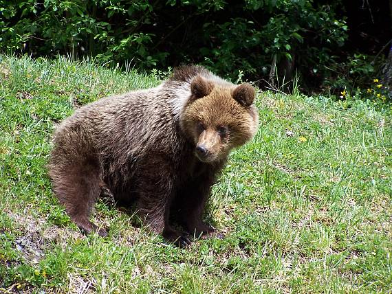medveď hnedý Ursus Arctos