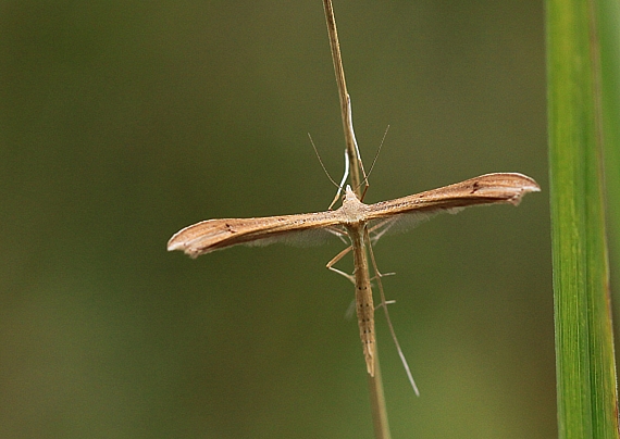 pierkavec veronikový Stenoptilia pterodactyla