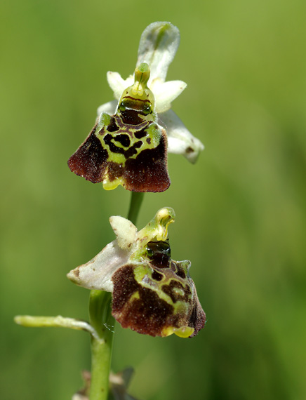 hmyzovník čmeľovitý - tořič čmelákovitý Ophrys holoserica (Burm. F.) Greuter