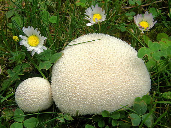 popolníček stlačený Vascellum pratense (Pers.) Kreisel
