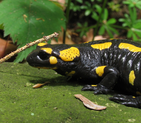 salamandra škvrnitá (Salamandra salamandra