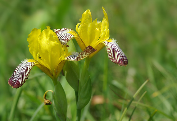 kosatec dvojfarebný - kosatec dvoubarevný  Iris variegata L.