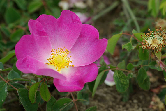 ruža galská -růže galská Rosa gallica  L.
