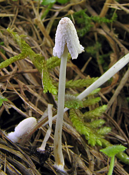 hnojník Coprinopsis sp.