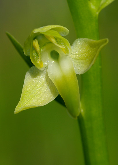 vemenník zelenkastý - vemeník zelenavý Platanthera chlorantha (Custer) Reinchenb.