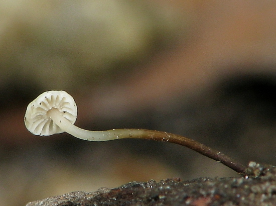 tanečnica golieriková Marasmius rotula (Scop.) Fr.