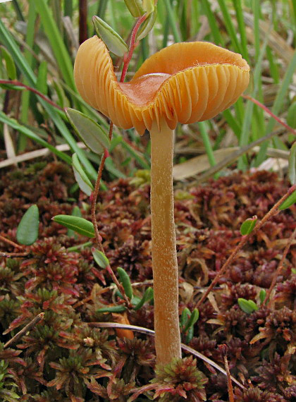 kapucňovka Galerina tibiicystis (G.F. Atk.) Kühner