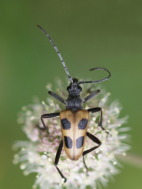 fuzáč štvorškvrnný Pachyta quadrimaculata (Cerambycidae) Linnaeus 1758)
