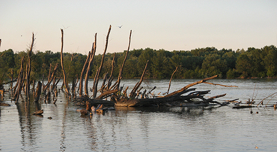 jarovské rameno Dunaja Natura