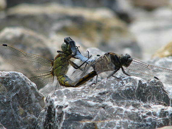 vážka rybničná - Vážka černořitná Orthetrum cancellatum