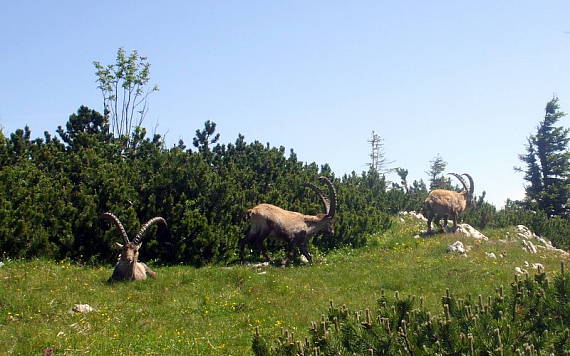 kozorožec alpský  Capra ibex ibex