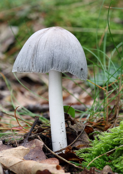 hnojník nápadný Coprinopsis insignis  (Peck) Redhead, Vilgalys & Moncalvo