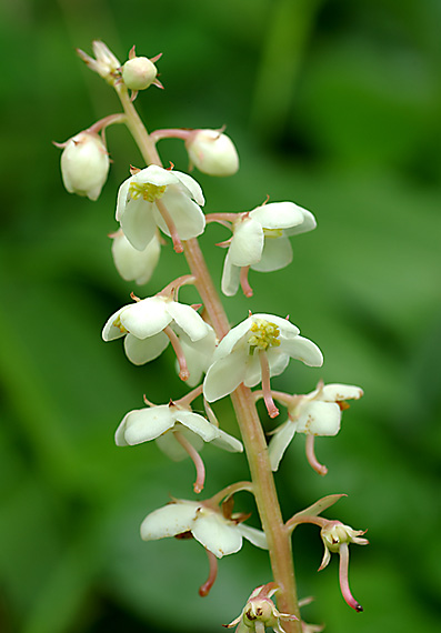 hruštička okrúhlolistá - hruštička okrouhlolistá Pyrola rotundifolia L.