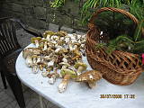 hrib smrkový a zmes jedlých hub-vydařený sběr