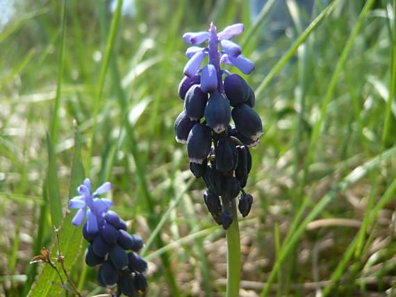 modrica nebadaná Muscari neglectum Guss. ex Ten.