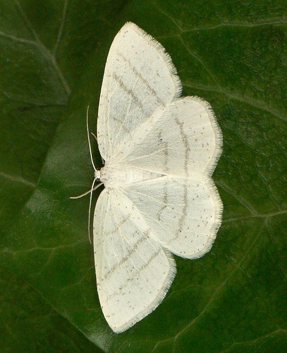 listnatka biela  Cabera pusaria Linnaeus, 1758