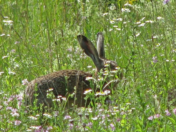 zajac poľný Lepus europaeus