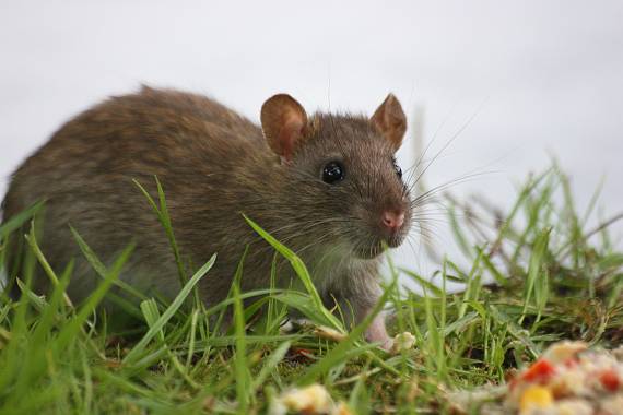potkan obecný Rattus norvegicus