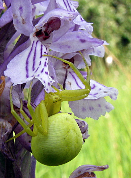 kvetárik dvojtvarý  (Misumena vatia)