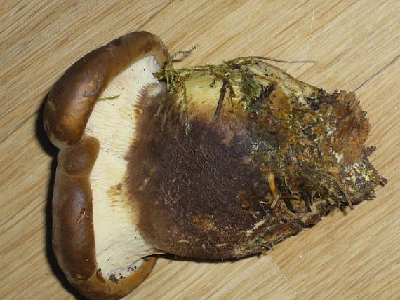 čechračka tmavohlúbiková Tapinella atrotomentosa (Batsch) Šutara