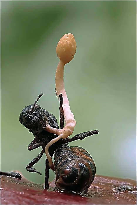 žezlovka mravcová Ophiocordyceps myrmecophila (Ces.) G.H. Sung, J.M. Sung, Hywel-Jones & Spatafora