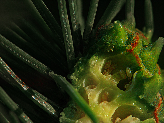 kôrovnica zelená  Sacchiphantes viridis