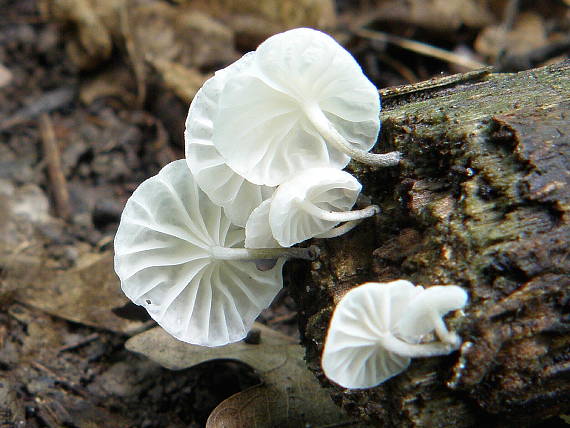 tancuľka biela Marasmiellus candidus (Bolton) Singer