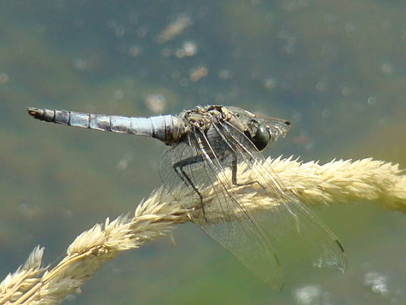 vážka ploská libellula depressa