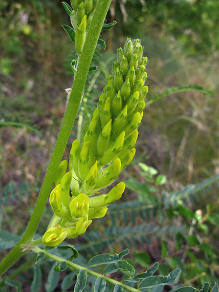 kozinec pontský Astragalus ponticus Pall.