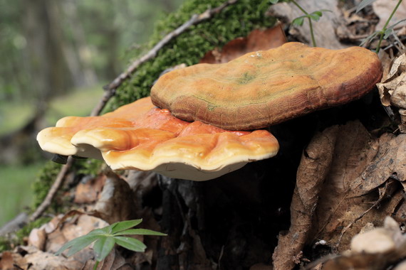lesklokôrovka obyčajná Ganoderma lucidum (Curtis) P. Karst.