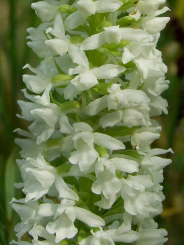 päťprstnica hustokvetá Gymnadenia densiflora (Wahlenb.) A. Dietr.