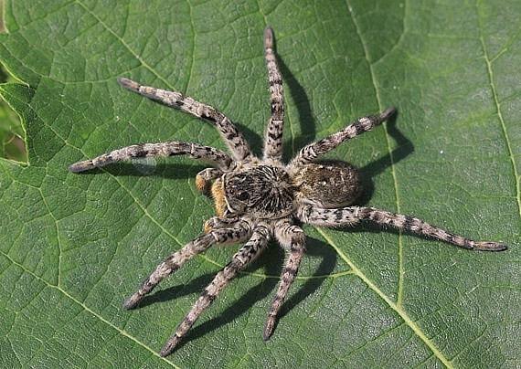 . Lycosa singoriensis