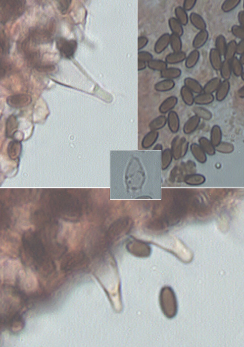 drobuľka Psathyrella tenuicula (P. Karst.) Örstadius & Huhtinen